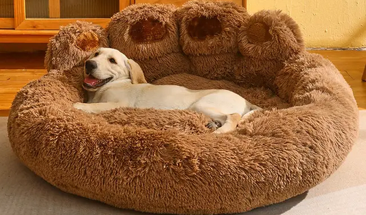 Sweet Dreams: Choosing the Perfect Bed for Your Beloved Pet